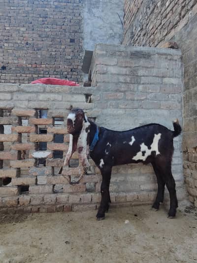 Beetal Male , Kid , female goats , path , Ambersari beetal bakrian