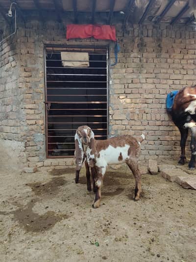 Beetal Male , Kid , goats, Ambersari beetal Bacha
