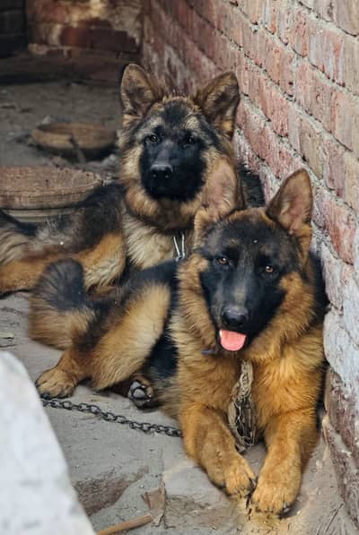 German Shepherd puppies