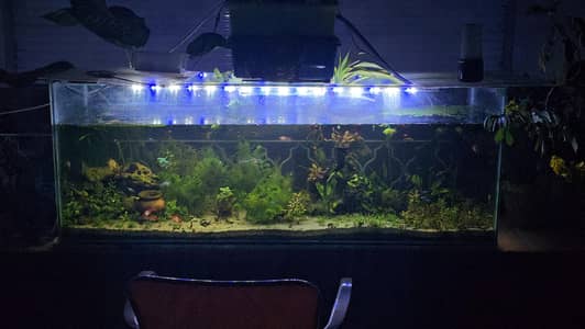 5 Feet Fully Planted Aquarium