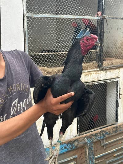 high quality thai trad pokoye burmi panas available