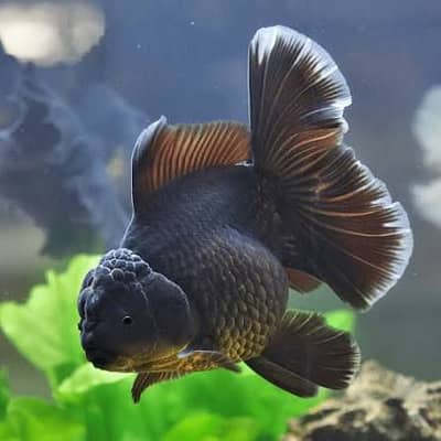  Beautiful Black Oranda Goldfish for Sale Premium Fancy Goldfish (Bl