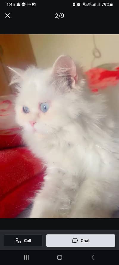 persian cat for urgent sale