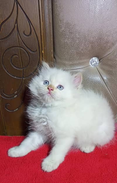 bhalo kitten mashallah