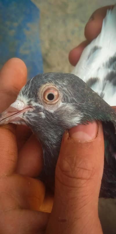 jory waly 2 kabotar ha or ak madi