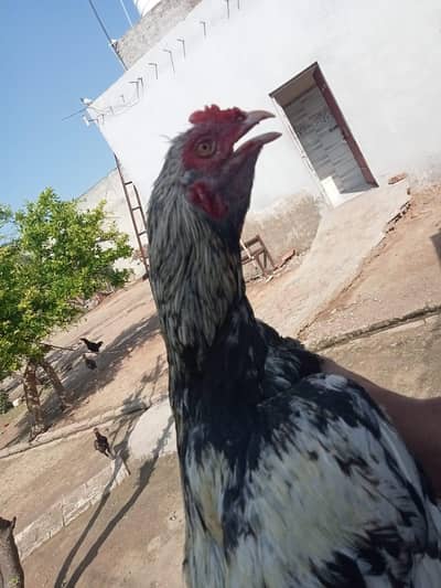 High Quality Aseel Patha