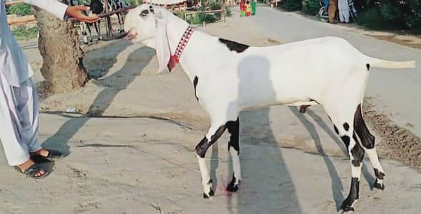 godan Bakra qurbani ke liye taiyar Kiya Gaya03033477978