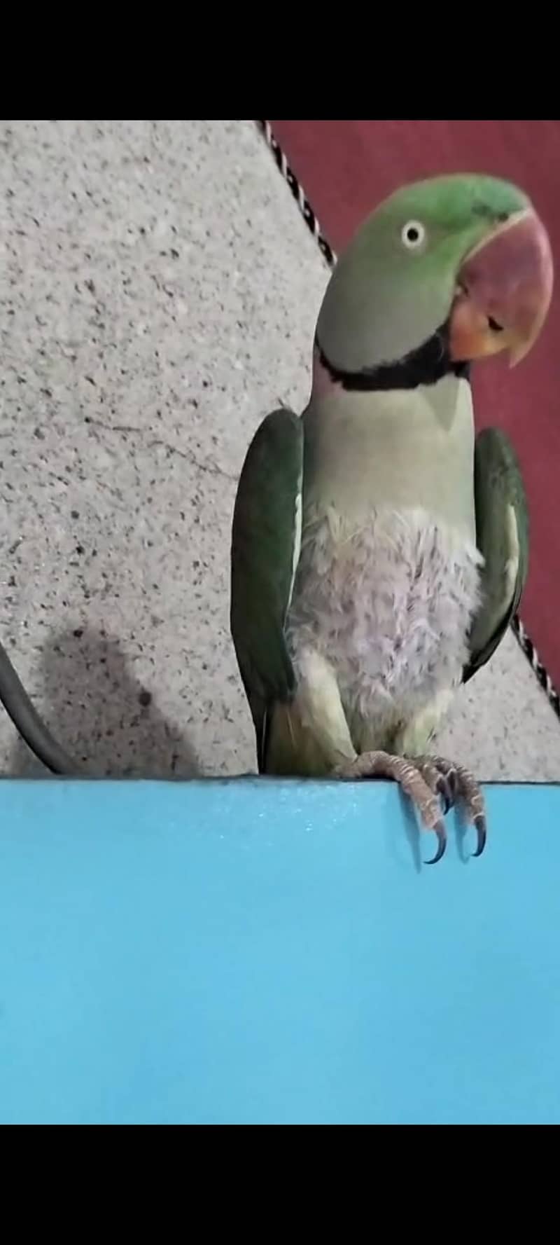 ہینڈ ٹیم کشمیرراا 1