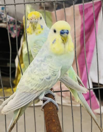 Rainbow working pair available for sale