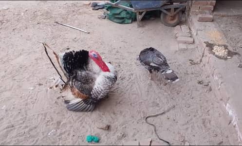 Turkey Breeder Eggs Lying Pair