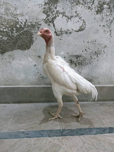 king  oh Shamo fimal long hight