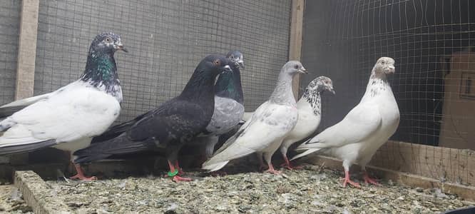 Slaeti lakhy goldan sabz cheena zakh pigeons for sale.