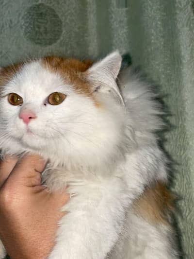 persain triple coated