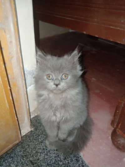 Female cat with 2 kitten 03098580302