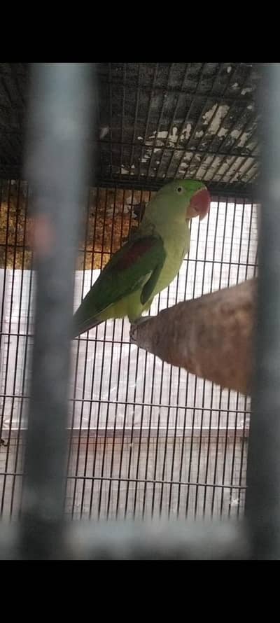 breeder female for new home