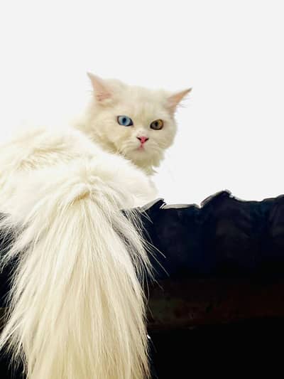 White Persian cats