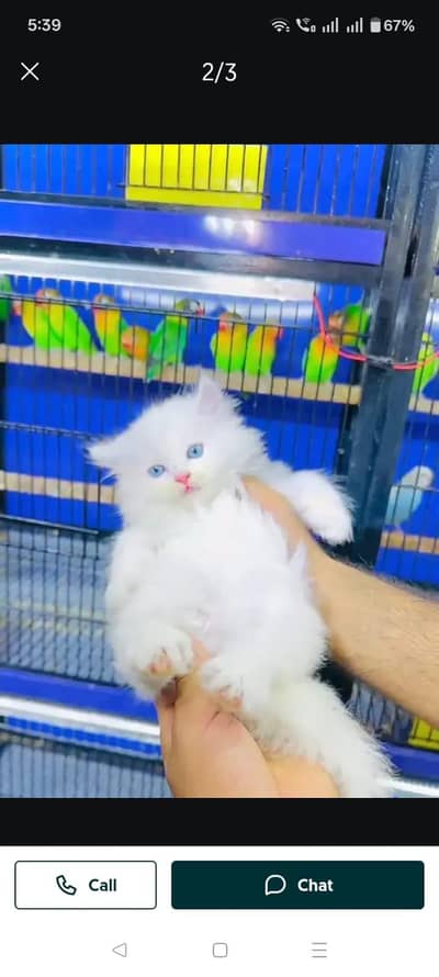 Persian cat for sale age 2 month  0346==00=62=798WhatsApp