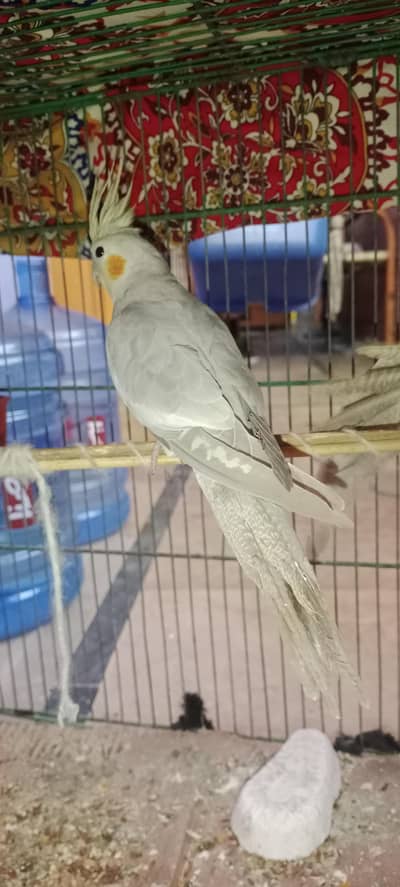 breeder pairs cocktail