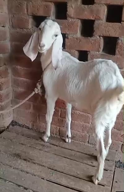 Desi path for sale 8 months