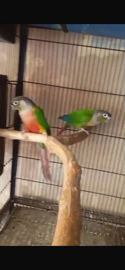 Breeder Pairs with DNA Urgent Sell