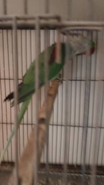 Raaa male 03127093372