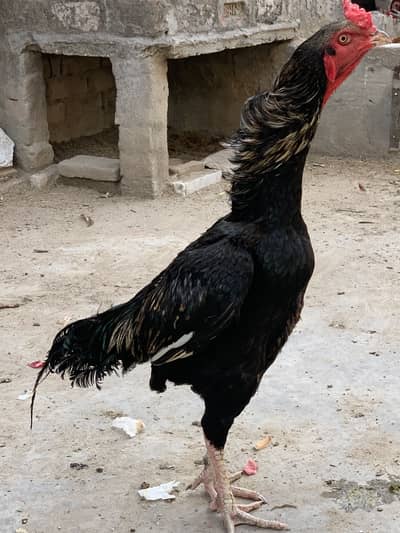 Aseel shamoo + Thai cross