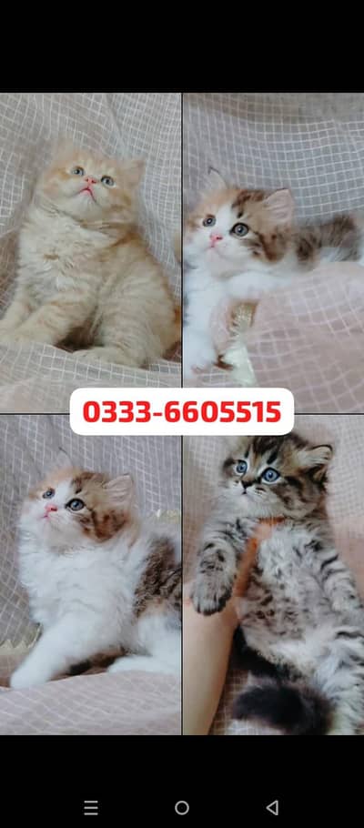 pure Persian triple coat calico ginger tabby black kittens available