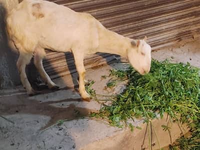 Bakri teedi 1 month pregnant ha but achy breeder sy