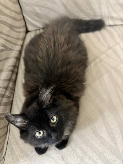 PAIR OF KITTEN AVAILABLE FOR SALE