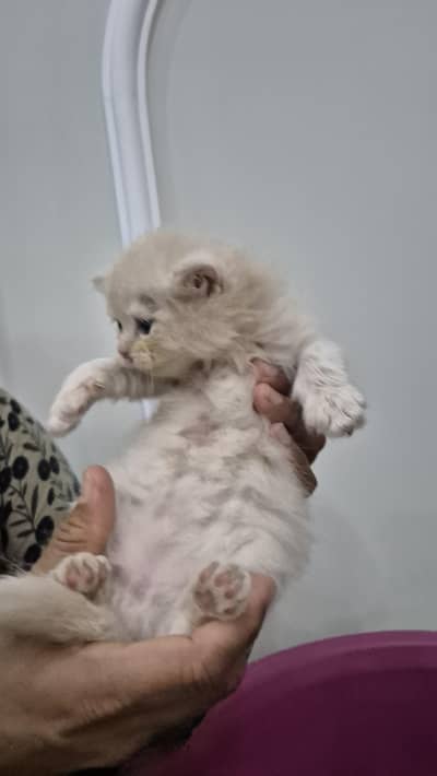 Persian Kittens