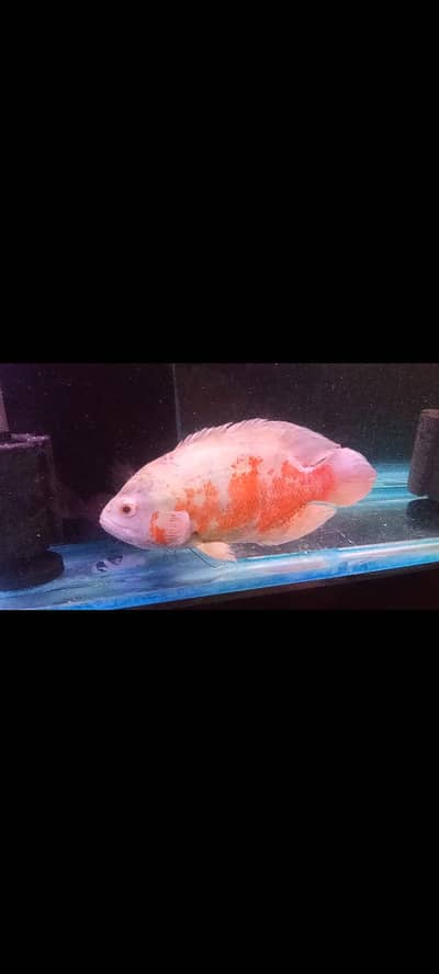albino Oscar 11 inch