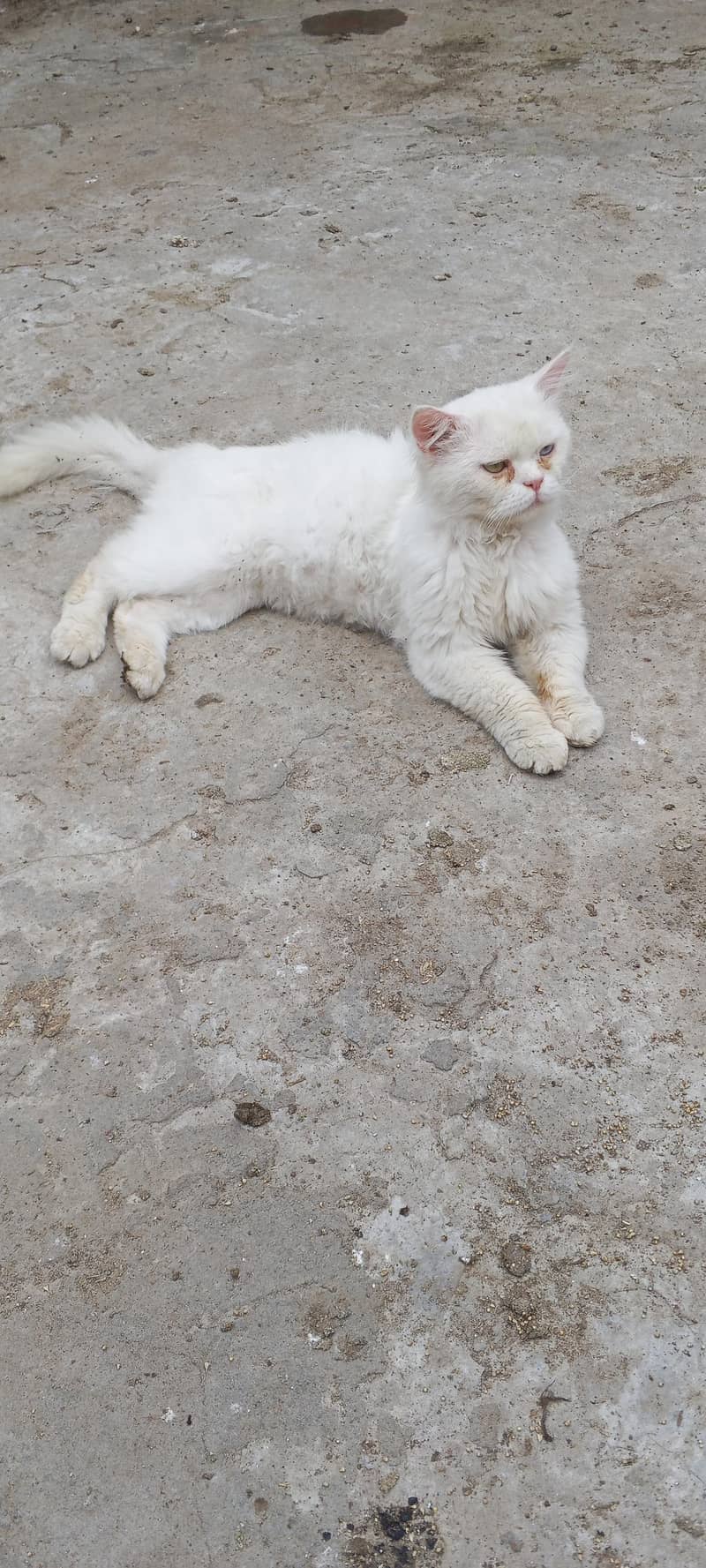 White cat 3