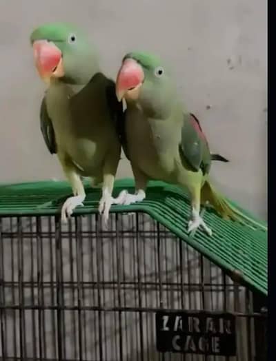 Kashmiri Raw Chick Male and Female