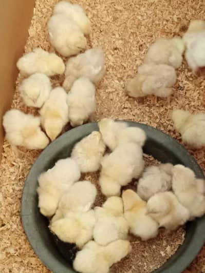 White Cochin Chicks
