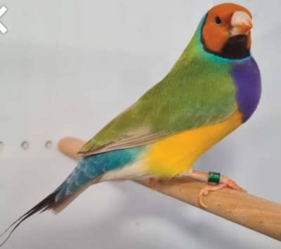 lady Gouldian and exotic finches