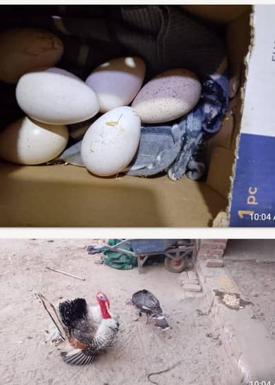 Turkey fertile  Eggs For sale o3o58o34384