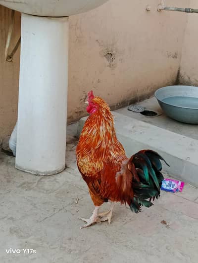 Healthy and Active Desi Murgay and Aseel