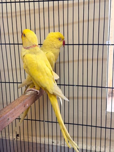 yellow ringneck