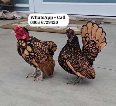 Golden Sebright Hens For sale