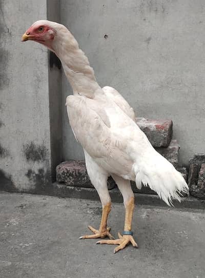 Quality White O Shamo Pathi