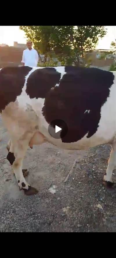 final demand 6 lac final 5.70 pregnant 6 month