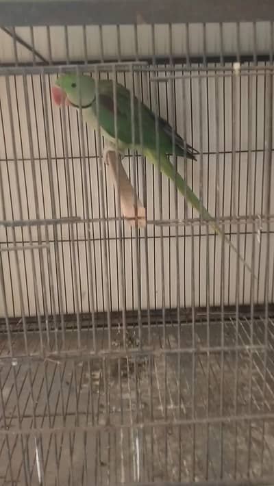 Raaa male for sale 03127093372