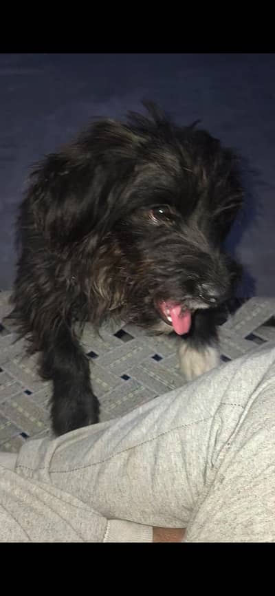 labradoodle for sale