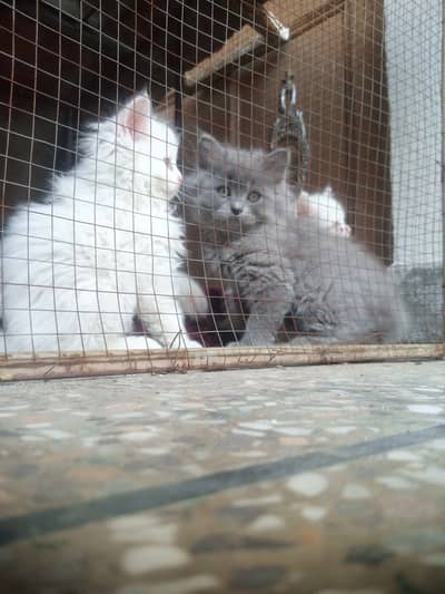 persion cats kitten