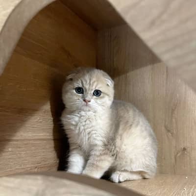 Scottish Fold Cats for Sale