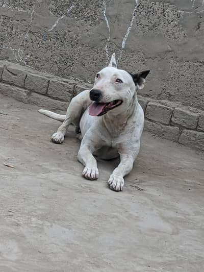 walaiti gultair female