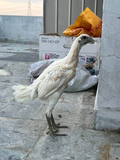 White indian dragon 3.5 month female