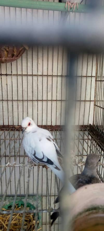 Diamond pied doves pair for sale