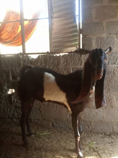 Ando bakara kamori aur khasee  11 mahane  ka bache