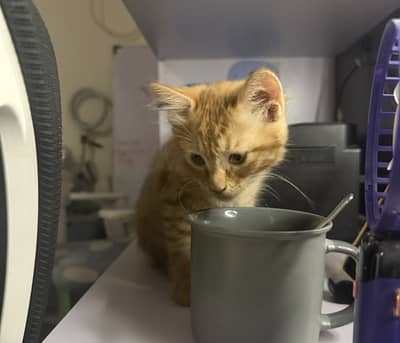 [Islamabad] Spayed Femala and Kittens for Adoption